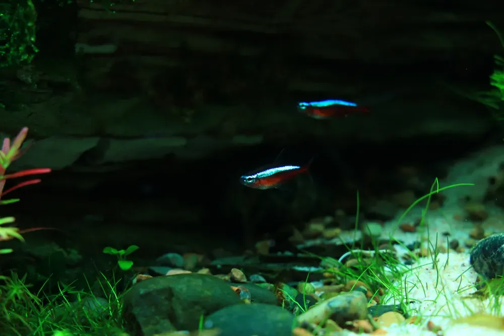 Final - The New Life of Old Stones